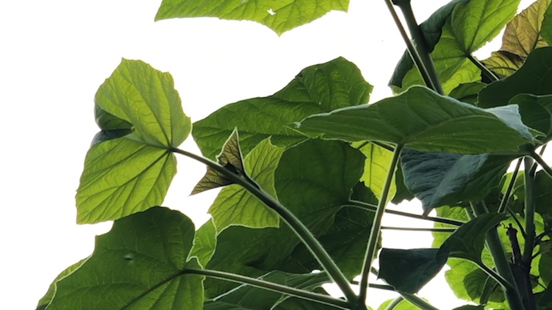 arbre paulownia, bois utilisé pour la fabrication de planches de surf en bois de l'atelier d'édune